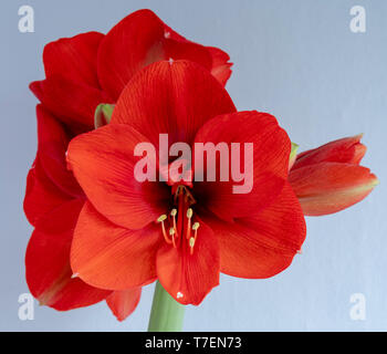 Bulbo Amaryllis coltivata indoor in Bloom, che mostra le teste dei fiori e petali e la struttura includente le stame, filamenti ed antere. Foto Stock