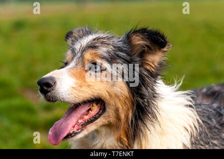 Ritratto di un bellissimo Border Collie cane in un ambiente di verde su una giornata di primavera. Foto Stock