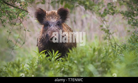 Cinghiale in piedi parzialmente nascosto in alta vegetazione verde foresta di primavera Foto Stock
