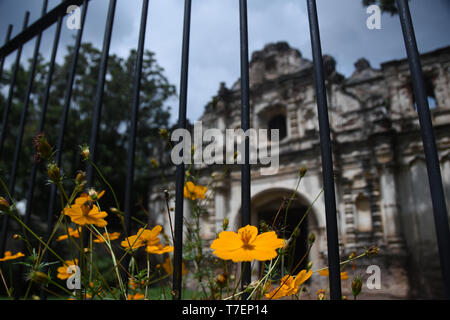 CLOSE-up di fiori gialli crescente di fronte alla chiesa Foto Stock