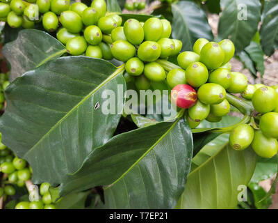 CLOSE-up di chicchi di caffè che cresce su impianto Foto Stock