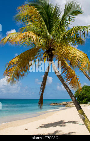 Spratto Spiaggia Hall, St. Croix, Isole Vergini americane. Foto Stock