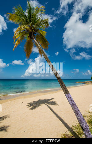 Spratto Spiaggia Hall, St. Croix, Isole Vergini americane. Foto Stock