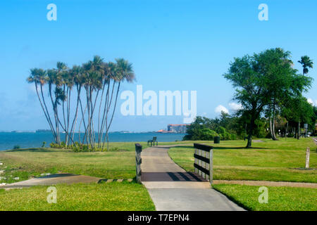 Vedute del porto di Clearwater dal Clearwater, Florida, Stati Uniti d'America, fiancheggiata da splendide palme su una calda e soleggiata giornata di primavera Foto Stock