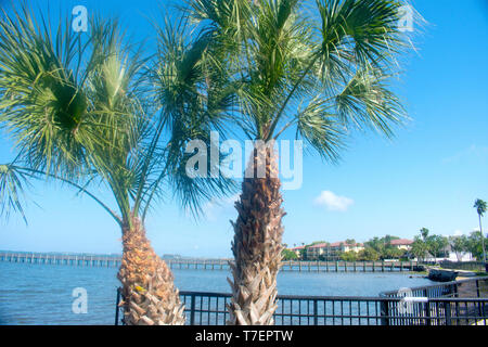 Vedute del porto di Clearwater da Dunedin, Florida, Stati Uniti d'America, fiancheggiata da splendide palme su una calda e soleggiata giornata di primavera Foto Stock