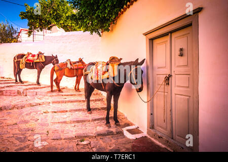 Asini, i mezzi di trasporto a Hydra Island Golfo Saronico Grecia. Foto Stock