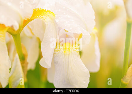 Fioritura iride bianco in un giardino di primavera, fiori bianchi Fiori su uno sfondo sfocato, giardino botanico, cartolina su una vacanza. La luce del sole di metà estate Foto Stock