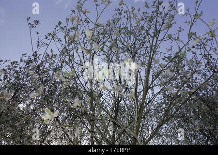 Blossom nel tramonto,Winzlar,Steinhuder Meer,Germania. Foto Stock