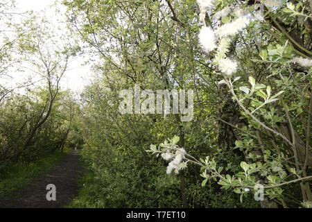 Blossom nel tramonto,Winzlar,Steinhuder Meer,Germania. Foto Stock