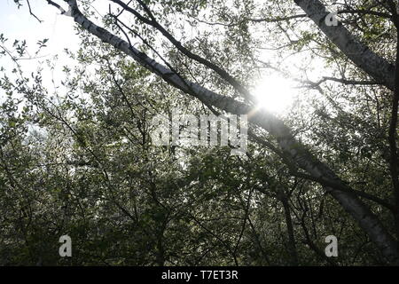 Blossom nel tramonto,Winzlar,Steinhuder Meer,Germania. Foto Stock