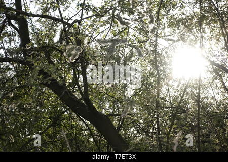 Blossom nel tramonto,Winzlar,Steinhuder Meer,Germania. Foto Stock