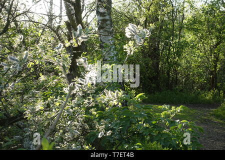 Blossom nel tramonto,Winzlar,Steinhuder Meer,Germania. Foto Stock