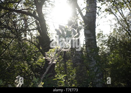 Blossom nel tramonto,Winzlar,Steinhuder Meer,Germania. Foto Stock