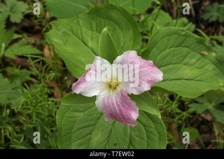 A FIORE GRANDE trillium Foto Stock