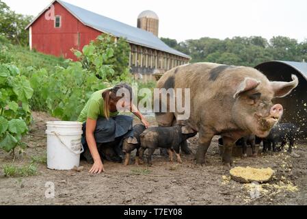 Contadina e ristorazione lo chef sul suo lavoro fattoria di maiale con Gloucestershire Old Spots (GOS), di suinetti sono croce con i Neri, Blanchardville, WI, Stati Uniti d'America Foto Stock