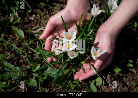 Crocus bianco fiori al Palms. Inizio della primavera Foto Stock