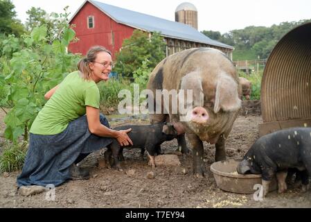 Contadina e ristorazione lo chef sul suo lavoro fattoria di maiale con Gloucestershire Old Spots (GOS), di suinetti sono croce con i Neri, Blanchardville, WI, Stati Uniti d'America Foto Stock