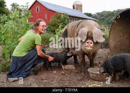 Contadina e ristorazione lo chef sul suo lavoro fattoria di maiale con Gloucestershire Old Spots (GOS), di suinetti sono croce con i Neri, Blanchardville, WI, Stati Uniti d'America Foto Stock