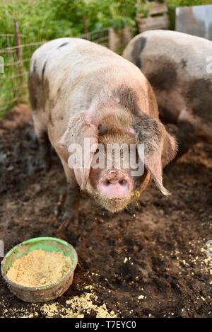 Chiusura del Gloucestershire Old Spots (GOS) hog patrimonio di suini di razza di mangiare e di alimentazione nella penna sulla donna-fattoria di proprietà al di fuori Blanchardville, WI, Stati Uniti d'America Foto Stock