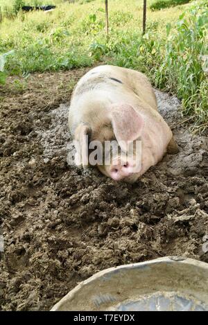 Chiusura del Gloucestershire Old Spots (GOS) hog patrimonio di suini di razza di mangiare e di alimentazione nella penna fangoso sulla donna-fattoria di proprietà al di fuori Blanchardville, WI, Stati Uniti d'America Foto Stock