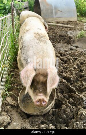 Chiusura del Gloucestershire Old Spots (GOS) hog patrimonio di suini di razza di mangiare e di alimentazione nella penna fangoso sulla donna-fattoria di proprietà al di fuori Blanchardville, WI, Stati Uniti d'America Foto Stock