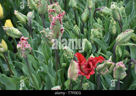 Viridiflora Tulip Esperanto, scarpe di legno Tulip Festival Foto Stock