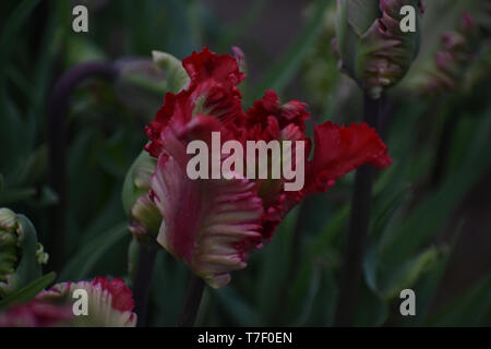 Viridiflora Tulip Esperanto, scarpe di legno Tulip Festival Foto Stock