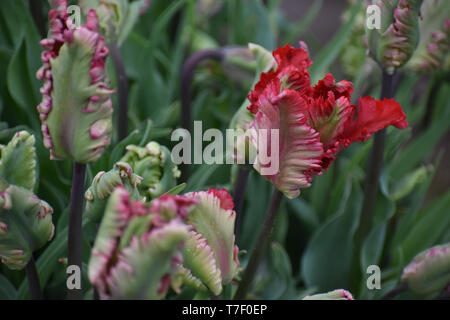 Viridiflora Tulip Esperanto, scarpe di legno Tulip Festival Foto Stock