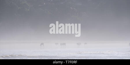 Nguni vacche raccogliere nella nebbia di mattina sulla seconda spiaggia, a Port St Johns sulla costa selvaggia in Transkei, Sud Africa. Foto Stock