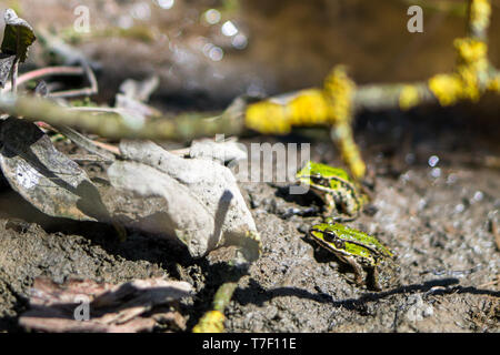 Due rane (Pelophylax lessonae) concentrarsi su una rana in avanti. Fiume rane illuminata dal sole di primavera. Rana nella parte posteriore è leggermente sfocata. Foto Stock