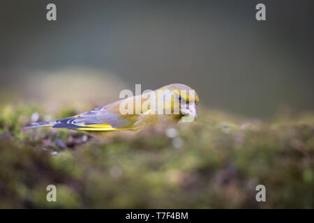 Verdone nella massa di muschio Foto Stock