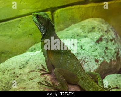 Acqua cinese lucertola Drago seduto su una roccia, rettili tropicali provenienti dall Asia Foto Stock