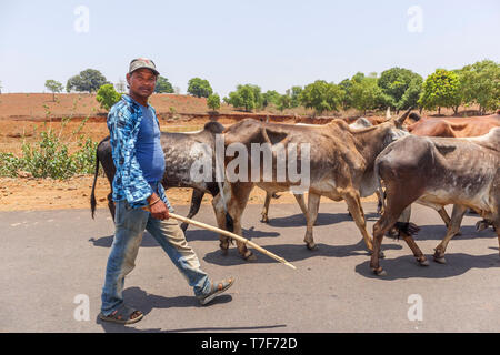 Un uomo locale con un bastone in allevamenti bovini nella strada vicino a Shahpura, una città nel distretto di Dindori del Madhya Pradesh (India centrale) Foto Stock