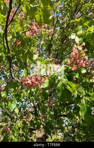 Un rosso ippocastano tree - Aesculus Carnea Briotii "' - a Alton Baker Park di Eugene, Oregon, Stati Uniti d'America. Foto Stock