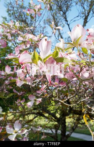 Fiorisce su una fioritura Sanguinello tree - Cornus Florida Rubra "' - a Alton Baker Park di Eugene, Oregon, Stati Uniti d'America. Foto Stock