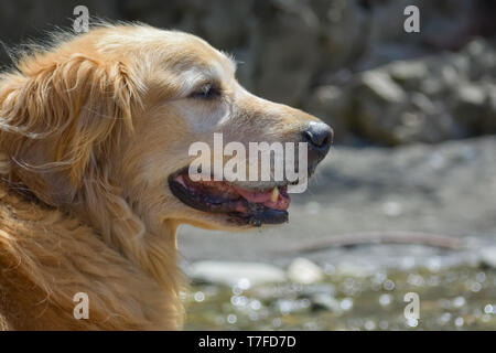 Close-up verticale di un sorridente vecchi Golden Retriever cane felicemente godendo una giornata di sole su una spiaggia vicino all'acqua. Foto Stock