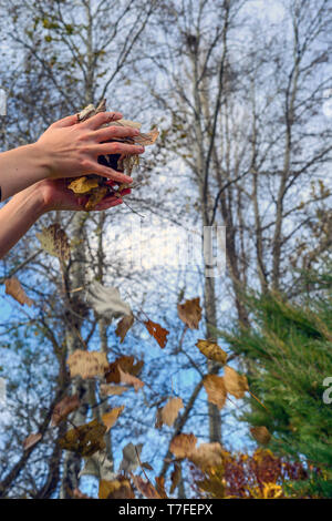 Foglie di autunno cadere all'interno della mano vista dal basso Foto Stock