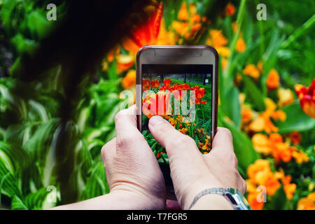 Fotografia dello smartphone catturare immagini floreali sul telefono Foto Stock