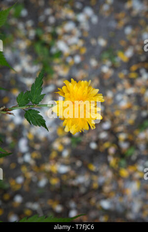 Kerria japonica, Plenifolia, gli ebrei del mantello. Unico fiore giallo fuori fuoco petali in background. Close up. Fiore asiatico. Foto Stock