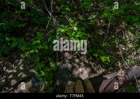 Copperhead (Agkistrodon contortrix/laticinctus complesso) da Chatauqua County, Kansas, Stati Uniti d'America. Foto Stock