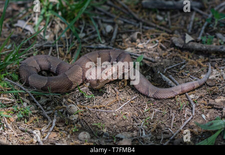 Copperhead (Agkistrodon contortrix/laticinctus complesso) da Chatauqua County, Kansas, Stati Uniti d'America. Foto Stock