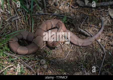 Copperhead (Agkistrodon contortrix/laticinctus complesso) da Chatauqua County, Kansas, Stati Uniti d'America. Foto Stock