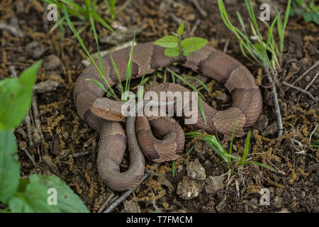 Copperhead (Agkistrodon contortrix/laticinctus complesso) da Chatauqua County, Kansas, Stati Uniti d'America. Foto Stock