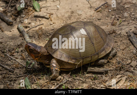 Un maschio adulto tre-toed Box Turtle (Terrapene carolina triungis) da Chatauqua County, Kansas, Stati Uniti d'America. Foto Stock