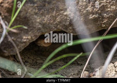 Copperhead (Agkistrodon contortrix/laticinctus complesso) da Chatauqua County, Kansas, Stati Uniti d'America. Foto Stock