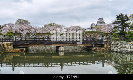 Himeji, Giappone - 10 Apr 2019. Fiore di Ciliegio con la pietra di fossato e ponte di legno del castello di Himeji (Giappone). Foto Stock