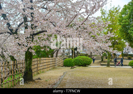 Kyoto, Giappone - 10 Apr 2019. Ciliegia giapponese fiorisce in primavera a Kyoto, in Giappone. Foto Stock