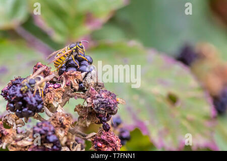 Wasp mangiando un lamponi selvatici su una vista ravvicinata. Un fantastico sfondo del cileno vita selvatica in Patagonia, nel sud del Cile, la splendida natura life Foto Stock