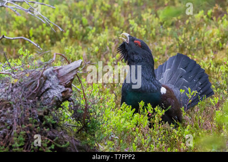 Western gallo cedrone (Tetrao urogallus), maschi adulti per la visualizzazione Foto Stock