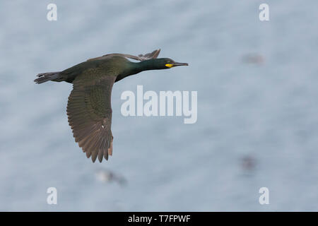 Marangone dal ciuffo (phalacrocorax aristotelis), adulto in volo sopra il mare Foto Stock
